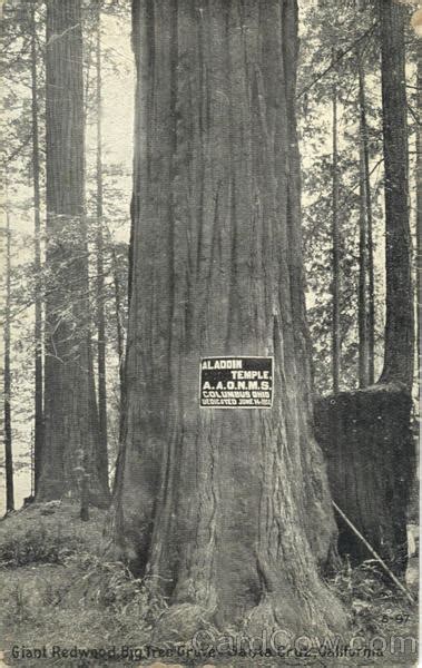 Giant Redwood Santa Cruz Ca