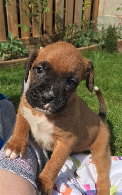Boxer litter of puppies for sale near indiana, dillsboro, usa. Boxer Puppies For Sale | Michigan Avenue, MI #192635