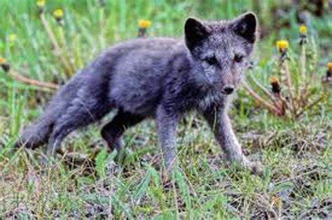 Arctic Fox Tracked Walking Over 3500 Km From Norway To Canada