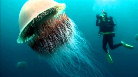 The Worlds Biggest Jellyfish Youtube