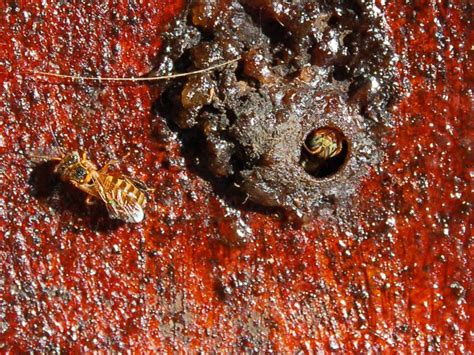 Scientists Sequence Genome Of Brazilian Stingless Bee