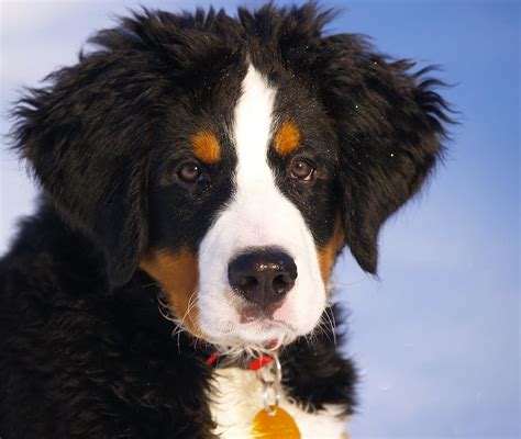 Bernese Mountain Dog Free For Your Computer Nice