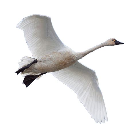 Swan Goose Bird Domestic Goose Swan Png Download 700700 Free