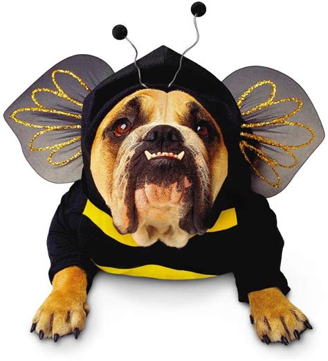 Cute Halloween Costumes For Dogs Hubpages