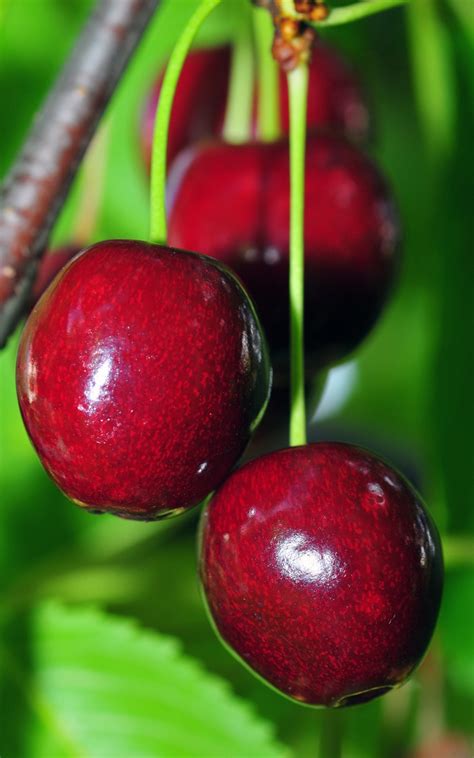Cherry's | Cherry Love | Pinterest