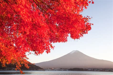 Autumn Tree And Mountain Fuji Stock Photo Image Of Season Fuji 84312372