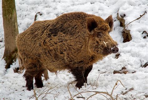 Wild Boar Ban Included In Draft Invasive Species Changes Farmtario