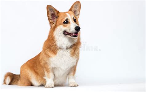 127 Dog Puppy Standing Looking Sideways Stock Photos Free And Royalty