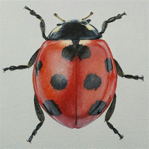Ladybug Insect Collection Ladybug Watercolor Paintings
