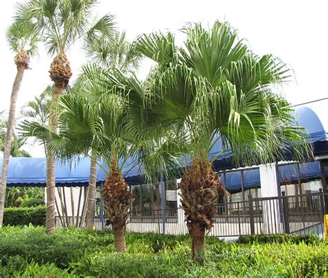 How To Grow Chinese Fan Palm Tree Livistona Chinensis