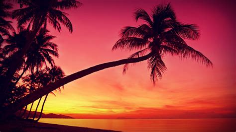 Free Download Hd Tropical Sunset Palm Trees Silhouette Beach