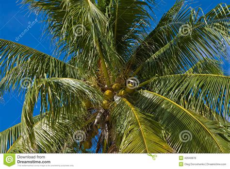 Coconuts Palm Tree Stock Photo Image Of Fruit Environment 42640876