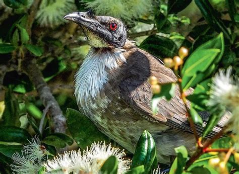 Wildlife Native Birds Australian Queensland Bribie Island