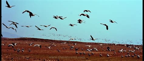 Birds Of Western Himalayas And Migratory Birds At The Pong Dam The Ok