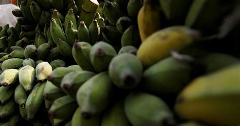 Genetically Modified Bananas Solve Ugandas Productivity Problems