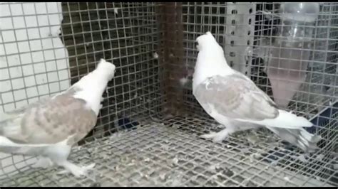 Fancy Pigeons For Sell Contact 9887506223 Youtube