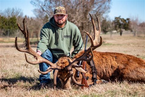 Red Deer Hunts In Texas Texas Red Deer Exotic Hunts Hidden Hills Ranch
