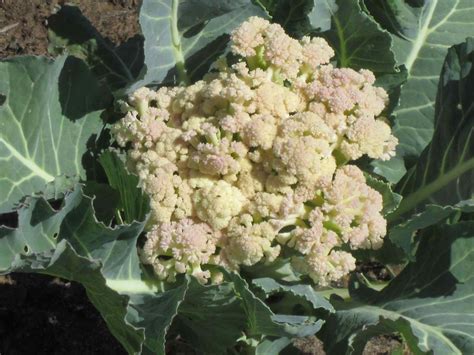 Roses And Other Gardening Joys A Lesson In Cauliflower