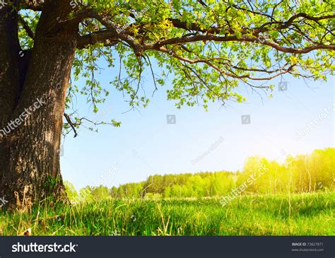 Spring Meadow With Big Tree With Fresh Green Leaves Stock Photo