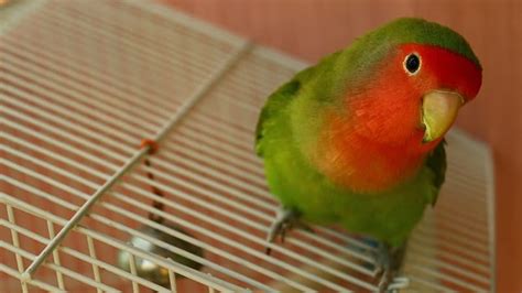 Cara Merawat Burung Lovebird Untuk Pemula KepoGaul