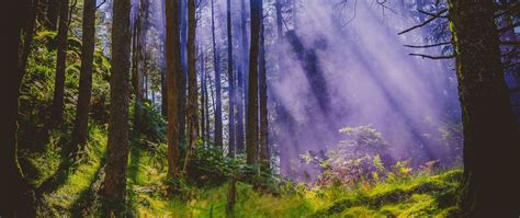 Download Wallpaper 2560x1080 Forest Rays Trees Grass Branches Dual
