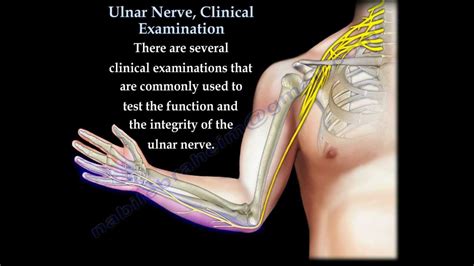 Ulnar Neuropathy Blog Maywood Physical Therapy