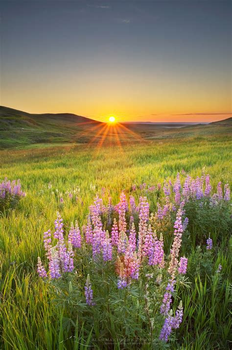 Prairie sunrise near Choteau Montana - Alan Majchrowicz
