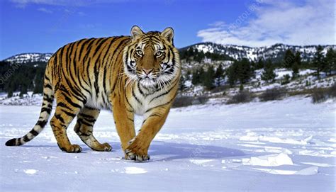 Siberian Tiger Walking In Snow Stock Image F023 2778 Science