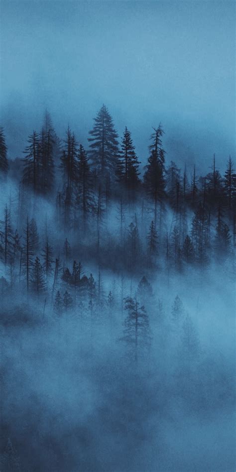 Download 1080x2160 Wallpaper Dark Mist Trees Forest Honor 7x Honor