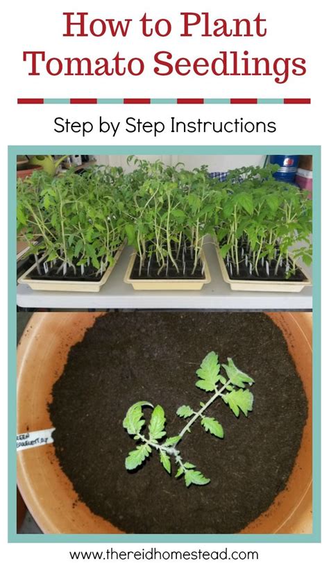 How To Transplant Tomato Seedlings Tomato Seedlings Growing