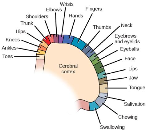 Figure 6 From The Brain And Spinal Cord Semantic Scholar