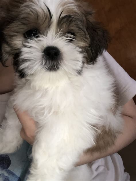 Mal Shi Puppies For Sale Tampa Fl 297709 Petzlover