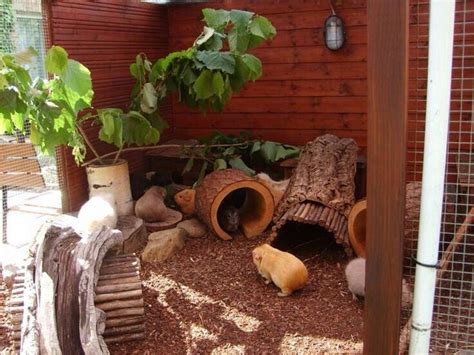 Pin On Guinea Pig Housing And Floor Time Ideas