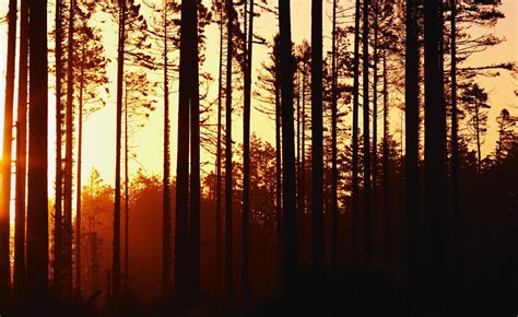 Forest Sunset Wallpapers Wallpaper Cave