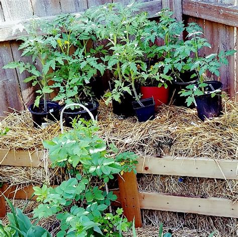 The Basics Of Straw Bale Gardening Laptrinhx News