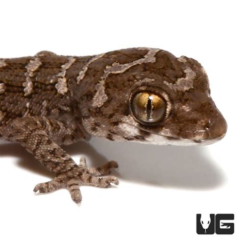 Baby Viper Geckos Teratolepis Fasciata For Sale Underground Reptiles