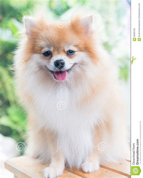 Cute Brown Pomeranian Dog Stock Photo Image Of Little 58362126