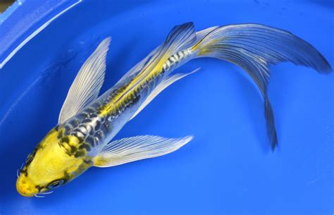 Browse our beautiful selection of butterfly koi for sale. Koi To The World: Butterfly KOI Pictures