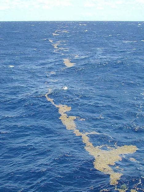 Mar De Los Sargazos Características Biodiversidad Y Amenazas
