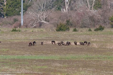 EBird Checklist 23 Feb 2020 Beaufort Morehead City AIrport Fields 7 Species