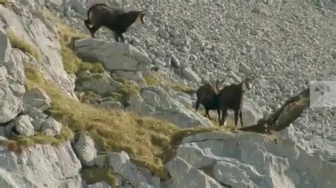 Eagle Attacks Mountain Goat Viral Video Mountain Goat Throws Itself