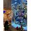Visit One Absolutely Adorable Aquarium Restaurant In Nashville TN