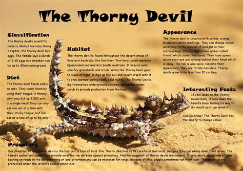 Year 4 Animal Research Thorny Devil Example By Sarah Alexander Issuu