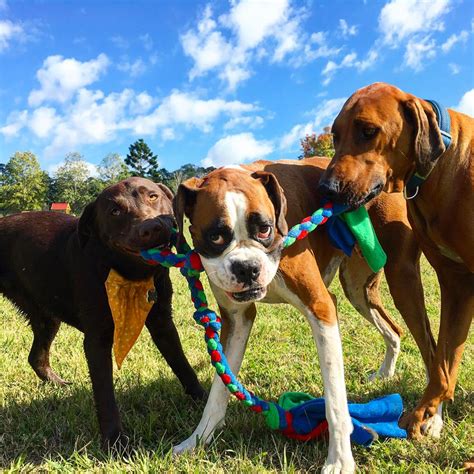 Doggy Daycare Farm Trips For Sydney Dogs Australian Dog