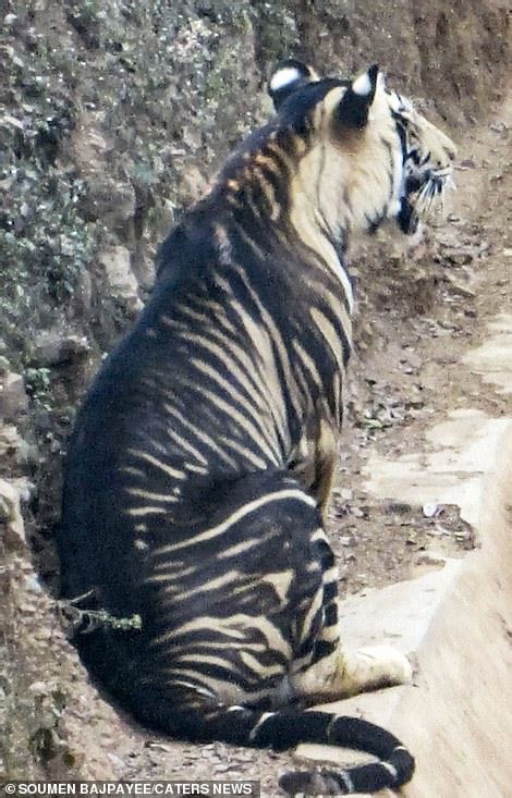 Pseudo Melanistic Black Tiger Photographed In Odisha India