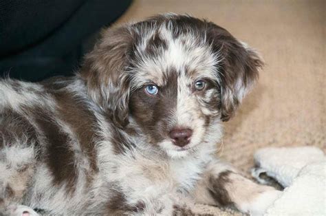 These playful mini aussiedoodle puppies are a mix between the australian shepherd and mini poodle. Molly - CKC Moyen Poodle- Aussiedoodle and Labradoodle ...