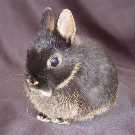About The Netherland Dwarf Pet Rabbit Dwarf Rabbit Netherland Dwarf