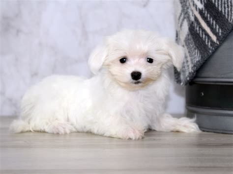 Maltese Dog Female White 3830842 Petland Lewis Center