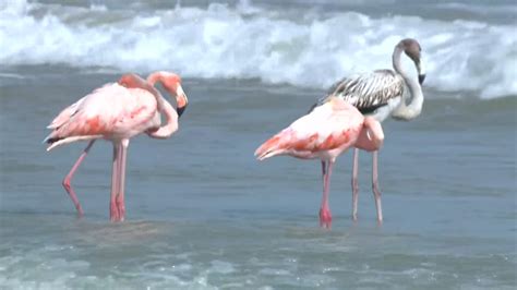 Rare Pink Flamingo Sighting On Lake Michigan In Wisconsin Draws Large
