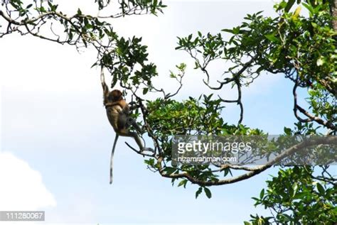 Proboscis Monkey Swinging From Tree To Tree High Res Stock Photo